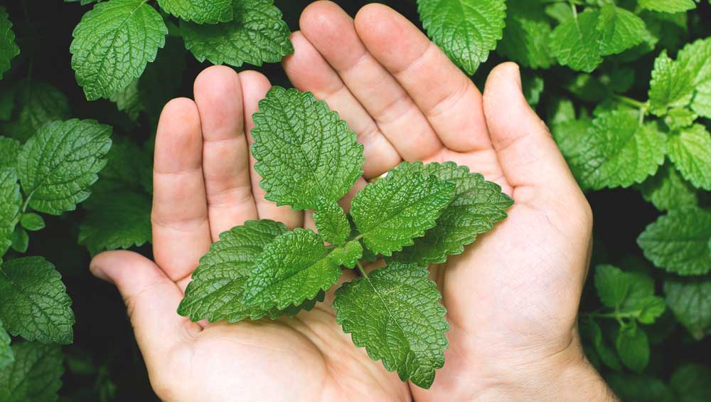 mint leaves