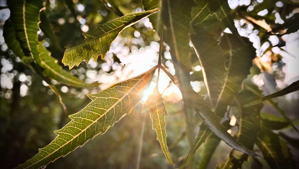 neem ayurveda herb