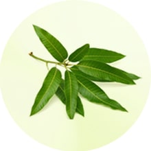 Mango leaf extract