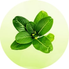Sadabahar leafl extract