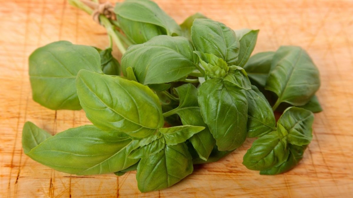 14 Amazing Health Benefits of Tulsi, Side Effects You Must Know