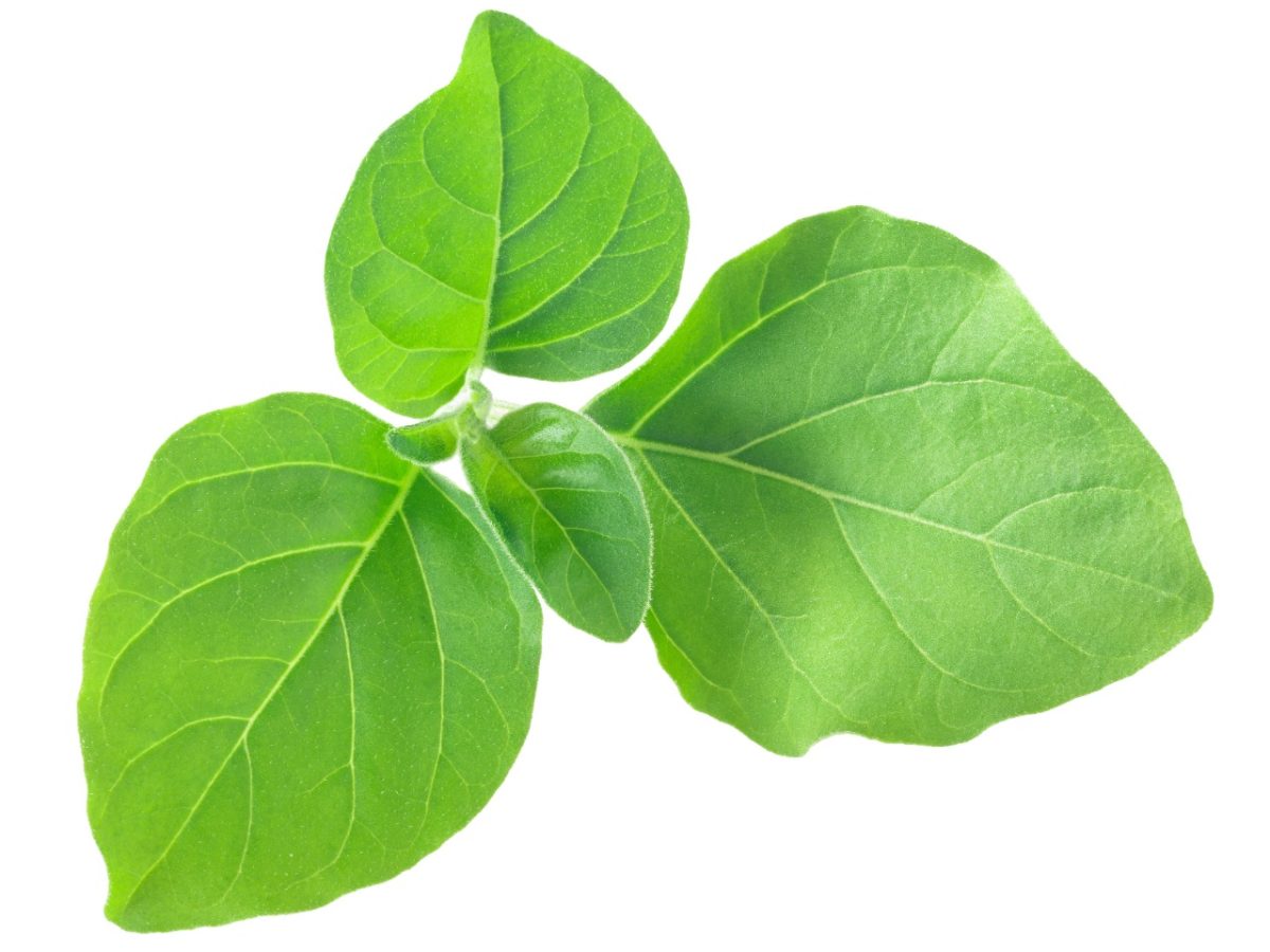 8 Amazing Benefits of Ashwagandha, its Uses and Side effects