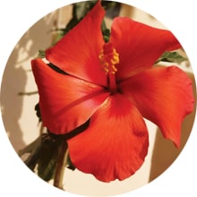 Hibiscus Benefits for hair fall control