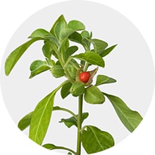 Ashwagandha benefits for skin