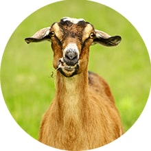 Goat milk benefits for skin