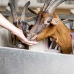 Benefits of goat milk