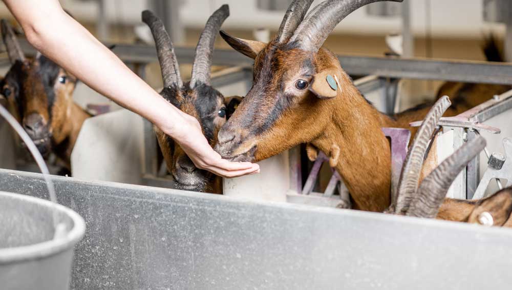 6 Surprising Goat Milk Soap Benefits