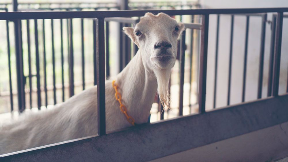 6 Most Surprising Skin Benefits of Goat Milk You Never Knew 6 Most Surprising Skin Benefits of Goat Milk You Never Knew