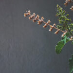 benefits of tulsi leaves