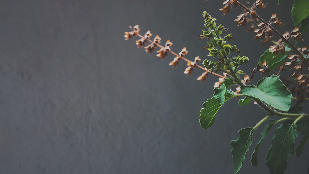 benefits of tulsi leaves