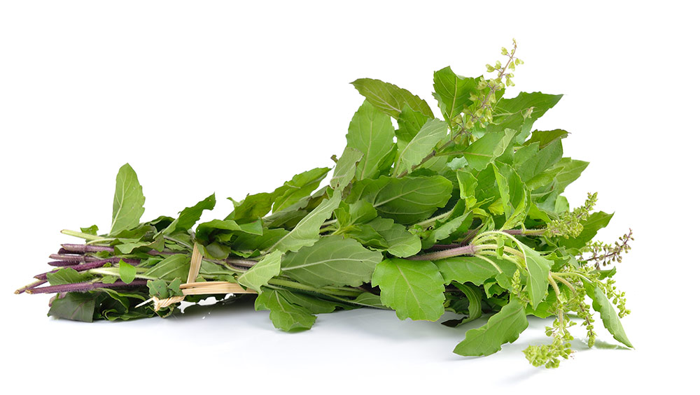 Tulsi Leaves to Stay Healthy