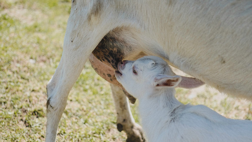 goat milk soap