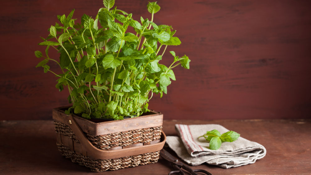 Benefits of Peppermint