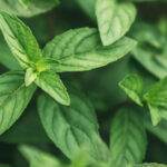 Benefits of Peppermint