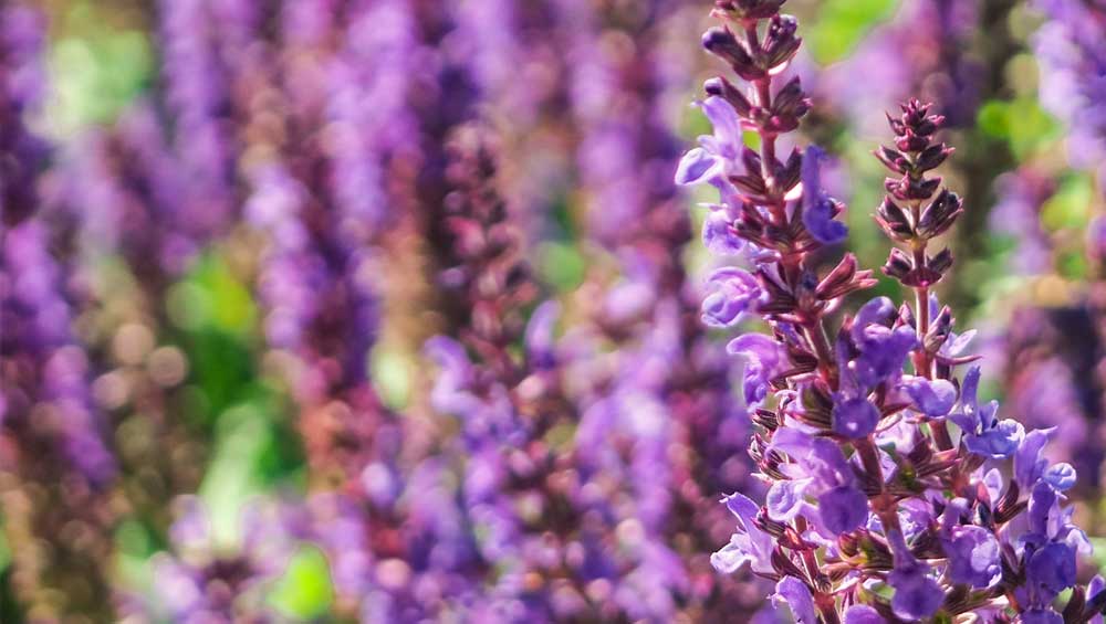 clary-sage