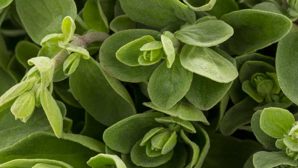 marjoram oil